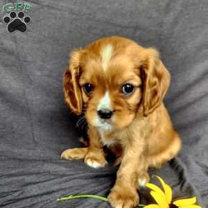 Mr Hillbilly, Cavalier King Charles Spaniel Puppy